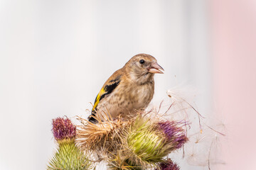 European goldfinch with juvenile plumage, feeding on the seeds of thistles. Carduelis carduelis.