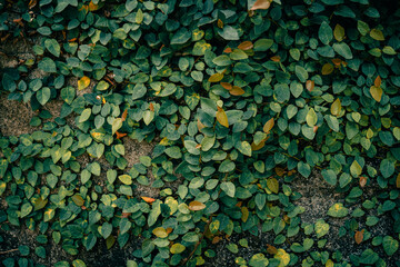 Leaves wallpaper 