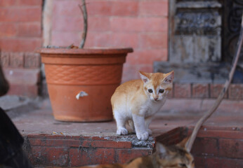 baby cat walk on the street in kathmandu - 723177136
