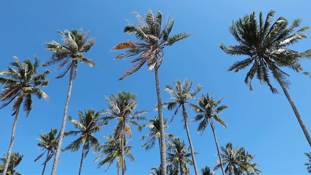 Palm trees against blue sky on windy sunny day