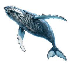 Humpback whales isolated on a white background or transparent. 3d render - obrazy, fototapety, plakaty