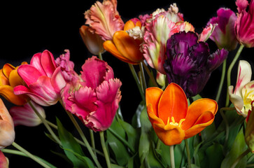 close up of colored silk tulips on black background