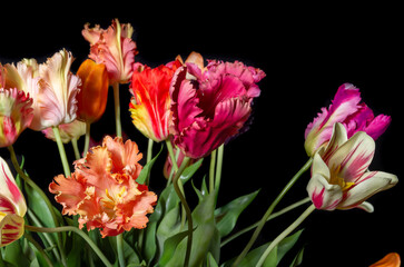 close up of colored silk tulips on black background