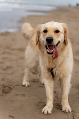 portrait of golden retriever dog posing cheerfully on the beach