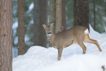 European roe deer (Capreolus capreolus) in snow in forest