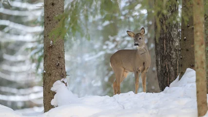 Fotobehang European roe deer (Capreolus capreolus) in snow in forest © STUEDAL