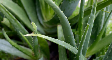 Aloe Vera, fresh leaf of Aloe Vera, natural background in farm garde, Aloe Vera Plantation. Aloe Vera for ingredient cosmetics