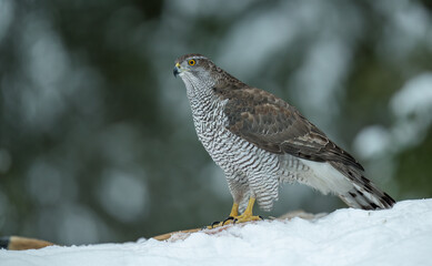 Northern goshawk (Accipiter gentilis) in forest in winter