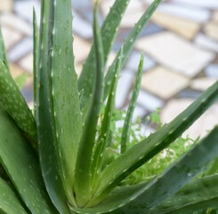 Aloe Vera, fresh leaf of Aloe Vera, natural background in farm garde, Aloe Vera Plantation. Aloe Vera for ingredient cosmetics