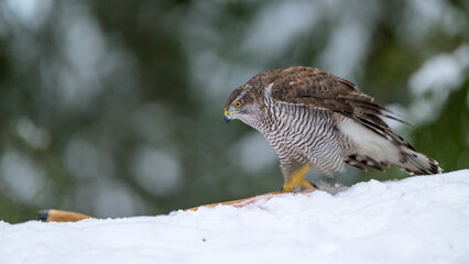 Northern goshawk (Accipiter gentilis) in forest in winter