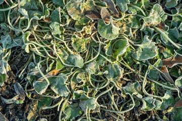 background of frozen leaves as harmonic stillife background in wintertime