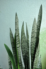 planta serpente espada de s&atilde;o jorge 