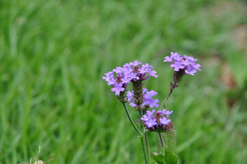 planta delicada roxa desabrochada 