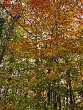 Autumn trees in Killykeen forest park, Cavan, Ireland