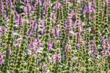 Close up of stachys officinalis, Betonica officinalis foliage.