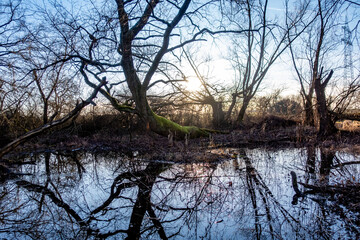 Kleiner Waldsee im Winter