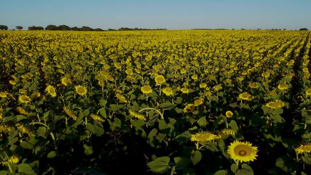 im&aacute;gen descriptiva de campo sembrado con plantas de girasol