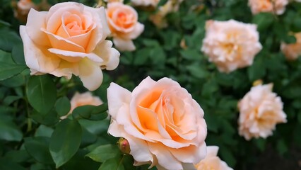 Roses Orange red and white a flower bed on a sunny summer day.