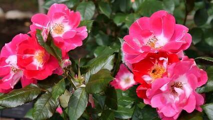 Roses pink red and white a flower bed on a sunny summer day.