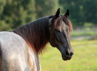 Obraz premium Portrait of a Horse