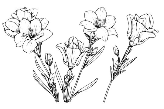 Freesia flower hand drawn ink sketch. Engraved style vector illustration.