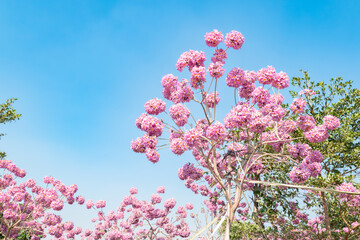 beautiful blooming Tabebuia Rosea or Tabebuia Chrysantha Nichols under blue sky horizontal...