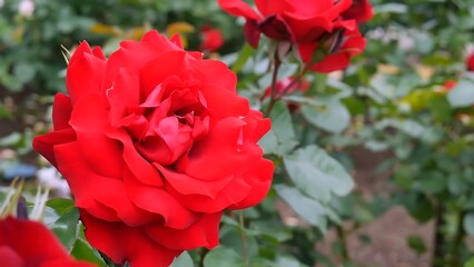 Fototapeta premium Roses red and white a flower bed on a sunny summer day.