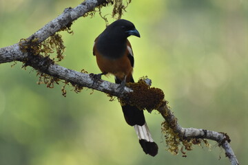 Refous treepie