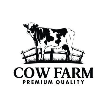Vintage Cattle logo design. Angus Beef logo inspiration vector