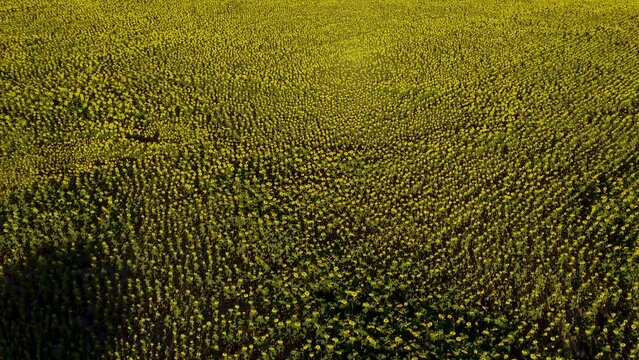 Vista aerea de una gr&aacute;n extensi&oacute;n de campo sembrado con girasoles 