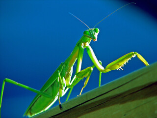 Praying Mantis