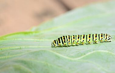 Green caterpillar closeup on a cabbage leaf. Black Swallowtail Caterpillar, Papilio polyxenes crawling on a green leaf macro
