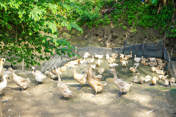 Many domestic ducks were gathered by the river.