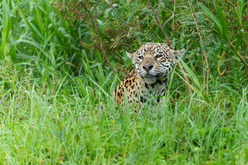 Naklejka na ściany i meble Jaguar (Panthera onca) hunting along the riverbank in the Northern Pantanal in Mata Grosso in Brazil