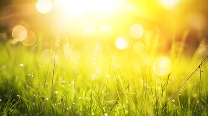 Foto op Canvas Background of meadow grass sun and bokeh lights, spring, summer season, easter, holiday © Arc-Desing