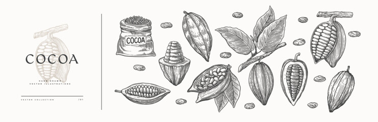 Large set of illustrations of cocoa beans. Cocoa fruit on a branch with leaves. Opened cocoa bean pod in engraving style. The concept of organic food. Vintage engraved sketch. - obrazy, fototapety, plakaty