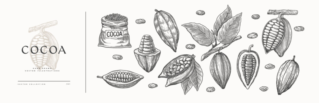 Large set of illustrations of cocoa beans. Cocoa fruit on a branch with leaves. Opened cocoa bean pod in engraving style. The concept of organic food. Vintage engraved sketch.