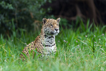 Jaguar (Panthera onca) hunting along the riverbank in the Northern Pantanal in Mata Grosso in Brazil