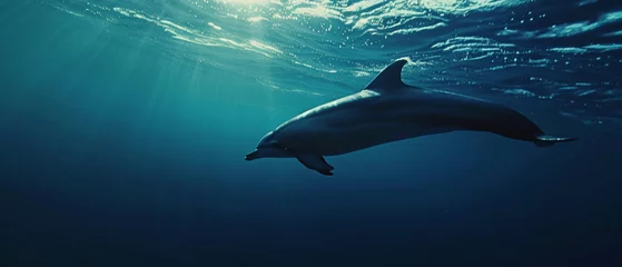 Foto op Plexiglas Surface dolphin © Andrei