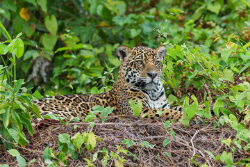 Jaguar (Panthera onca) hunting along the riverbank in the Northern Pantanal in Mata Grosso in Brazil