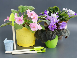 Saintpaulia (African violets) with blue and pink flowers in a pot. Green house plants and garden tools. Preparation for replanting flowers in the spring.