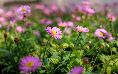 PInk Brachyscome iberidifolia, the Swan River daisy blooming in pots