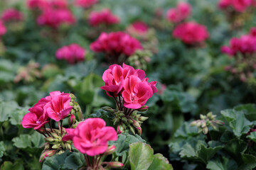 Pink geraniums bloom in pots