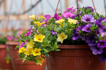 Purple and yellow petunias bloom in pots