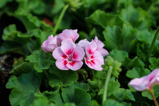 Pink geraniums bloom in pots