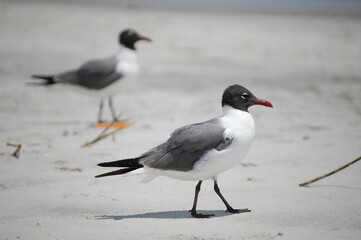 seagull on the beach