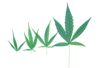 isolated Marijuana leaves of 4 sizes on white background. Cannabis is now used as a recreational or...
