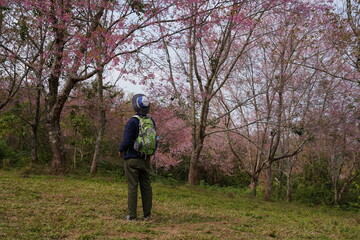 Male backpacker hiking up the mountain, adventure hobby, viewing cherry blossom fields in the valley.
