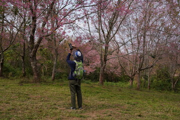 Male backpacker hiking up the mountain, adventure hobby, viewing cherry blossom fields in the valley.
