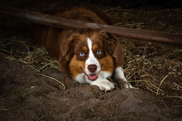 dog portrait